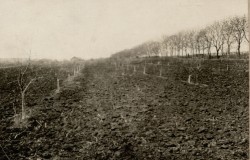 Фотография. Молодой лес в Ставропольской психиатрической колонии. 1930-е гг. Из фотоальбома главного врача А.Я. Доршта 1939 г.